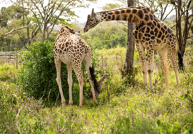 Giraffe Centre Nairobi