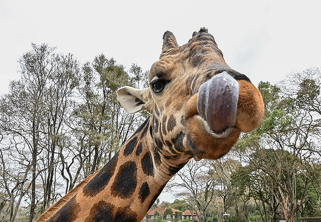 Giraffe Centre Nairobi