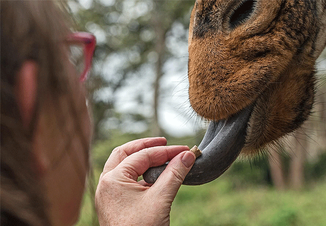 Giraffe Centre Nairobi