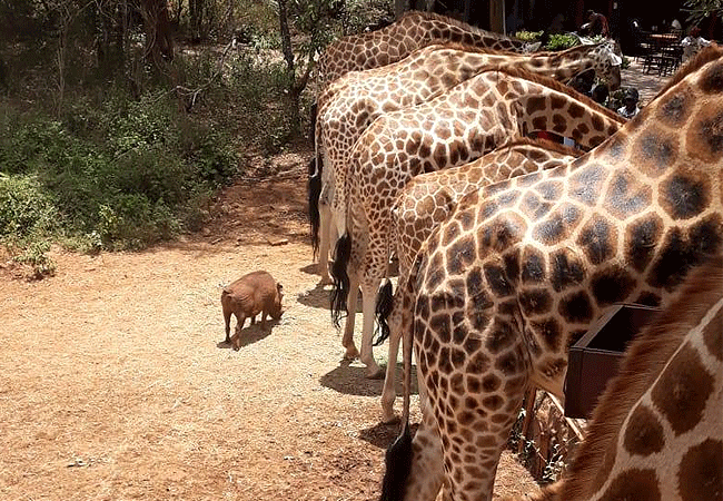 Giraffe Centre Nairobi