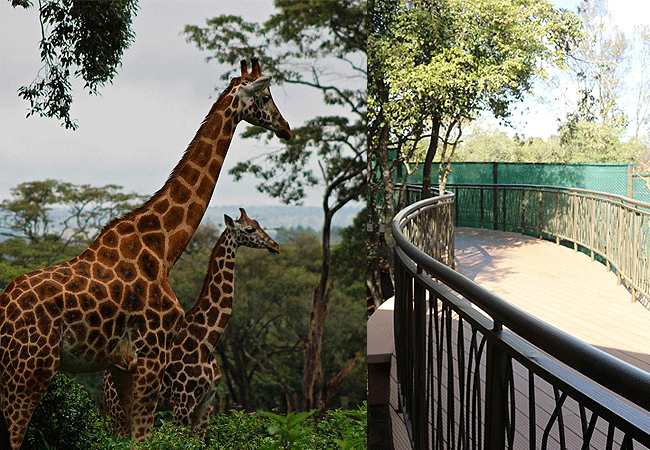 Giraffe Centre Nairobi