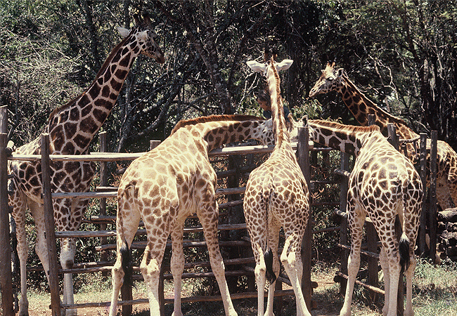 Giraffe Centre Nairobi