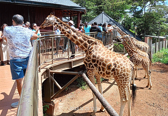 Giraffe Centre Nairobi