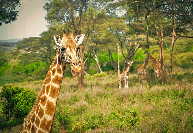 Giraffe Centre Nairobi