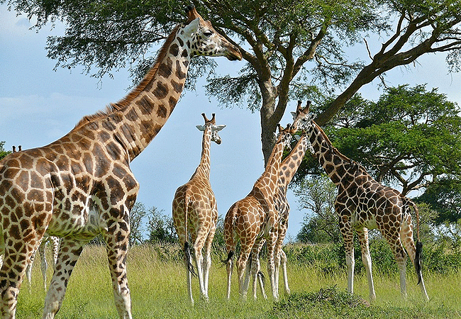 Giraffe Centre Nairobi