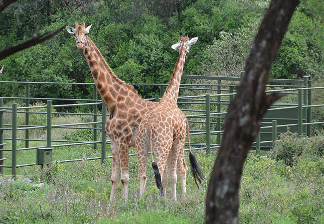 Giraffe Centre Nairobi