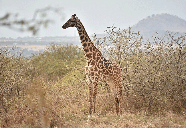 Arusha Giraffe Centre Tanzania