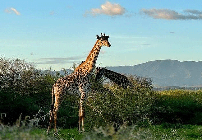 Arusha Giraffe Centre Tanzania