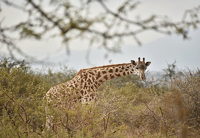 Arusha Giraffe Centre Tanzania