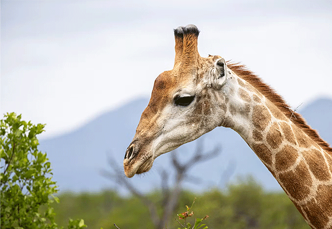 Arusha Giraffe Centre Tanzania