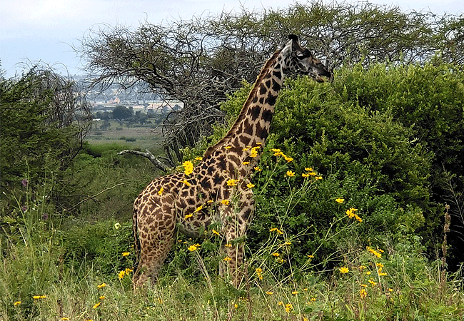 Arusha Giraffe Centre Tanzania