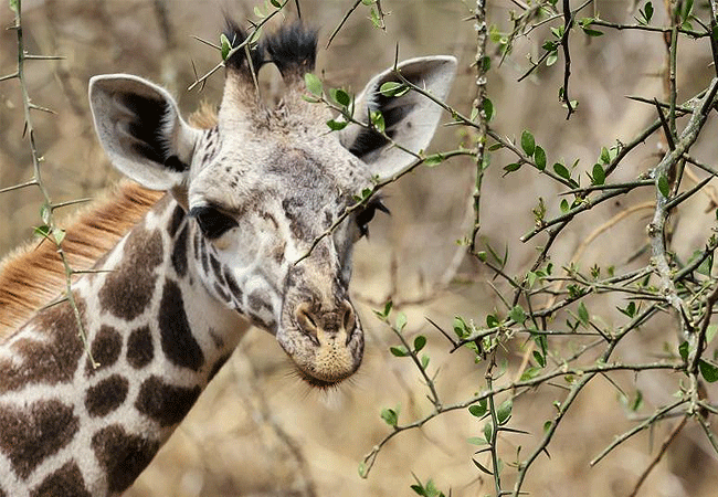 Arusha Giraffe Centre Tanzania