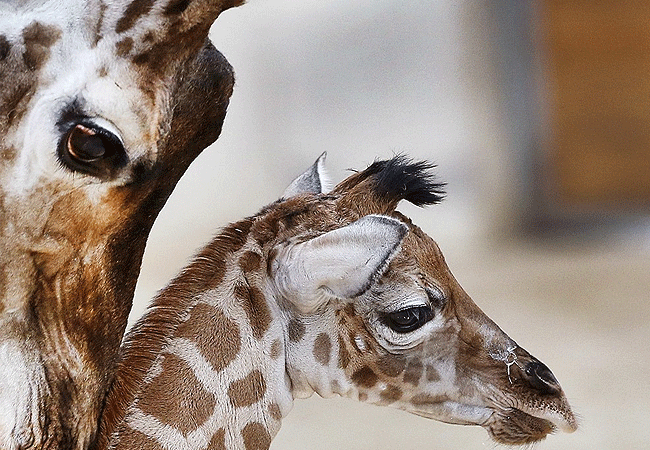 Arusha Giraffe Centre Tanzania
