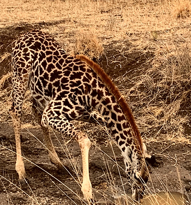 Arusha Giraffe Centre Tanzania