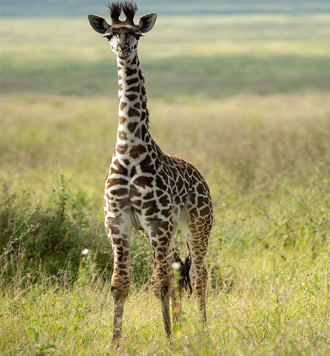 Arusha Giraffe Centre Tanzania