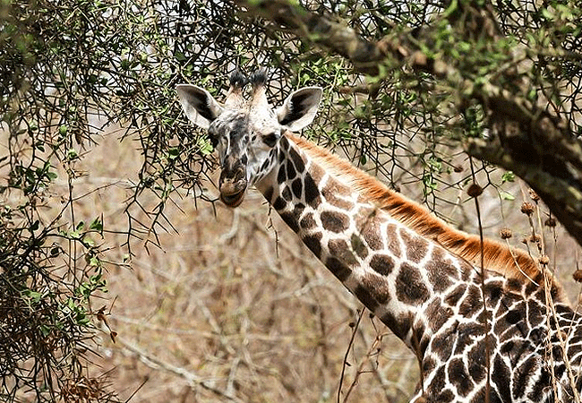 Arusha Giraffe Centre Tanzania