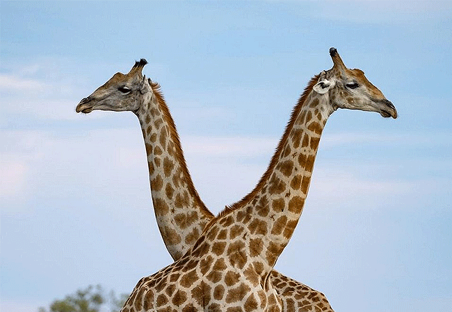 Arusha Giraffe Centre Tanzania