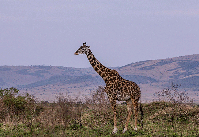 Arusha Giraffe Centre Tanzania