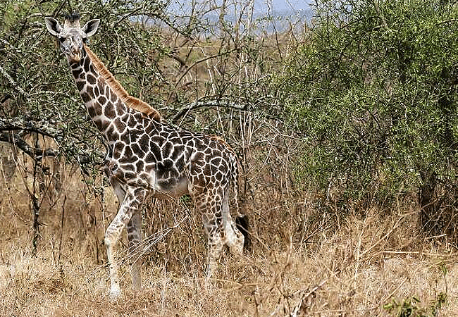Arusha Giraffe Centre Tanzania