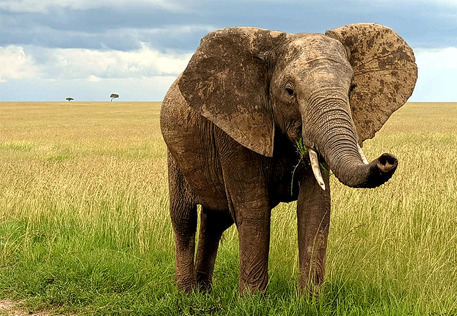Endeem Mara Resort