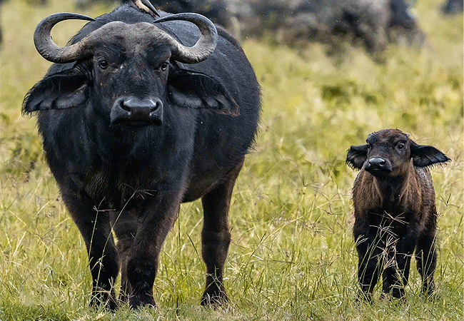 Endeem Mara Resort