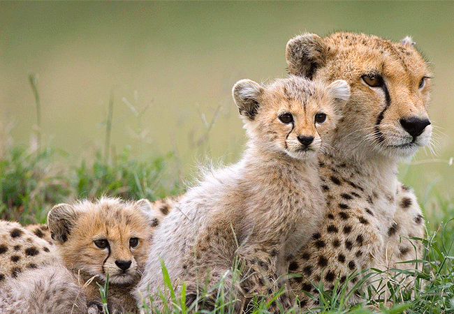 Endeem Mara Resort