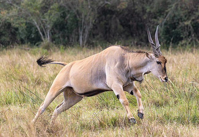 Endeem Mara Resort