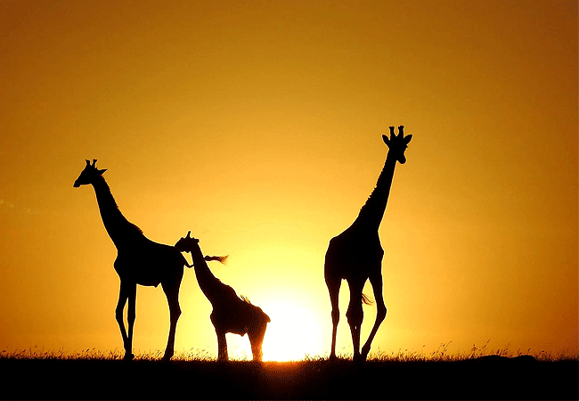 Endeem Mara Resort