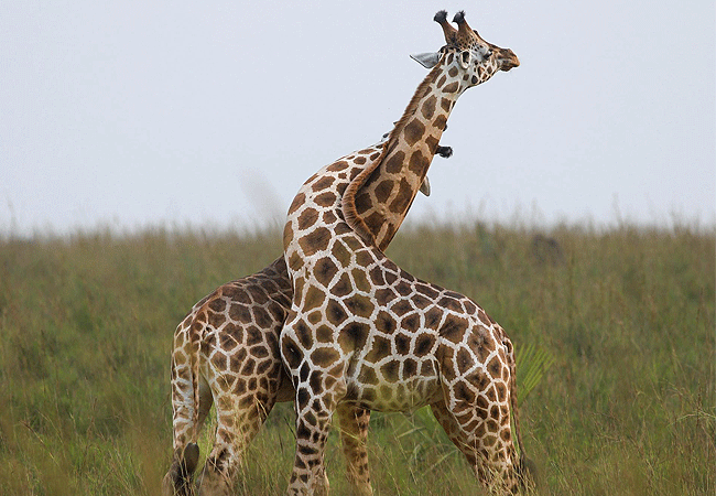 Endeem Mara Resort