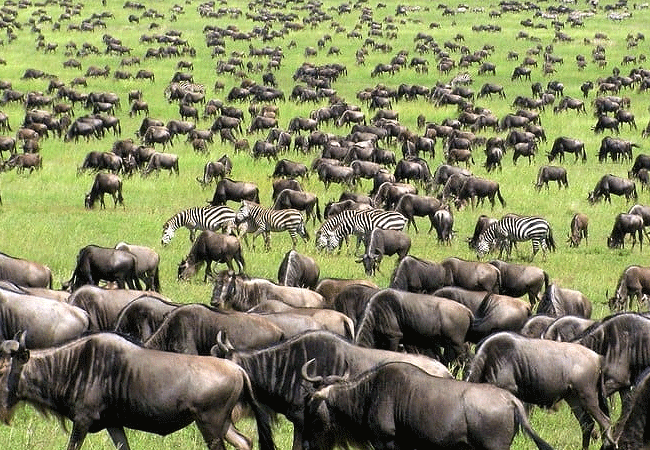 Endeem Mara Resort