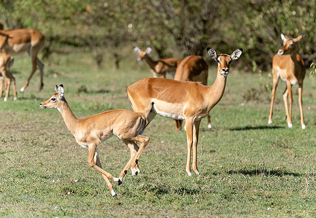 Endeem Mara Resort