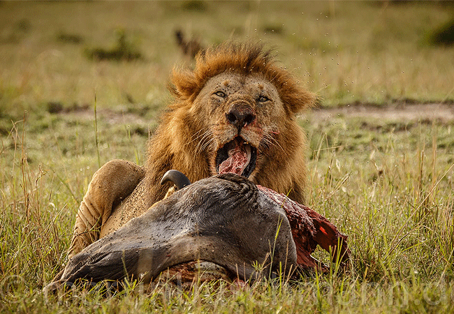 Endeem Mara Resort