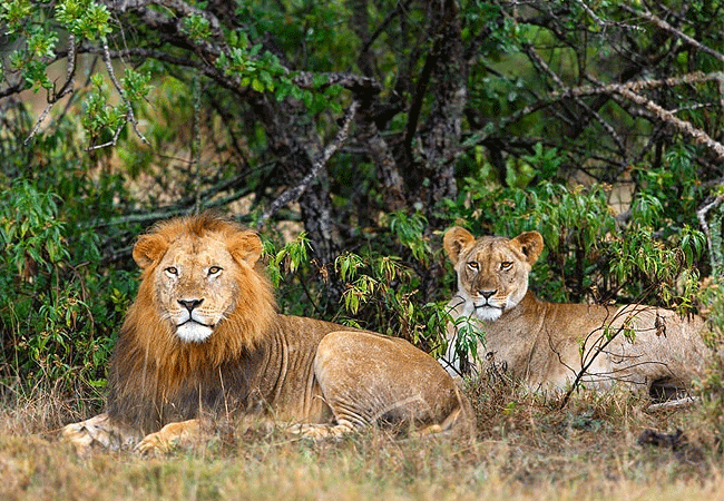 Endeem Mara Resort