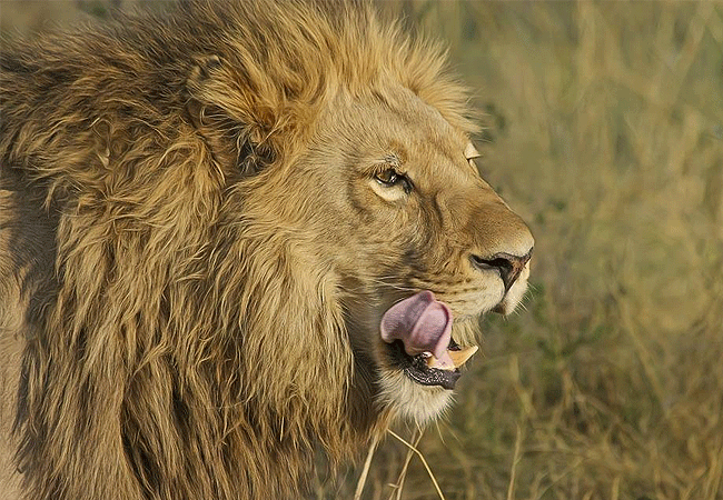 Endeem Mara Resort