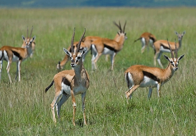 Endeem Mara Resort