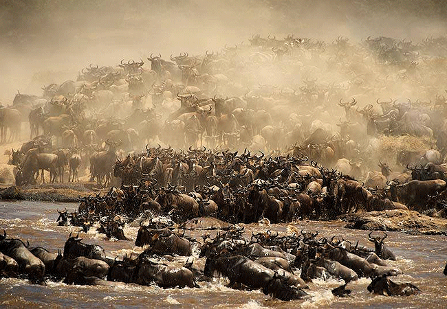 Endeem Mara Resort
