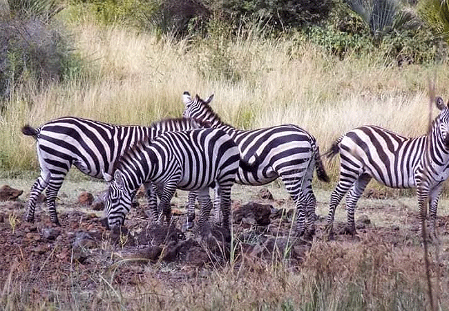 Ndere Island National Park
