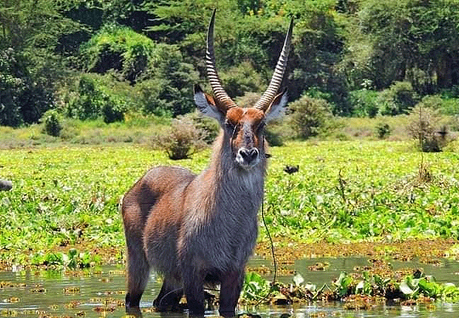 Ndere Island National Park