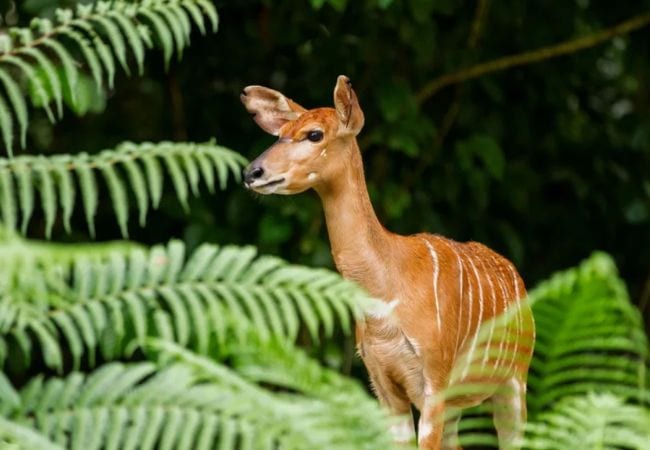 Ndere Island National Park