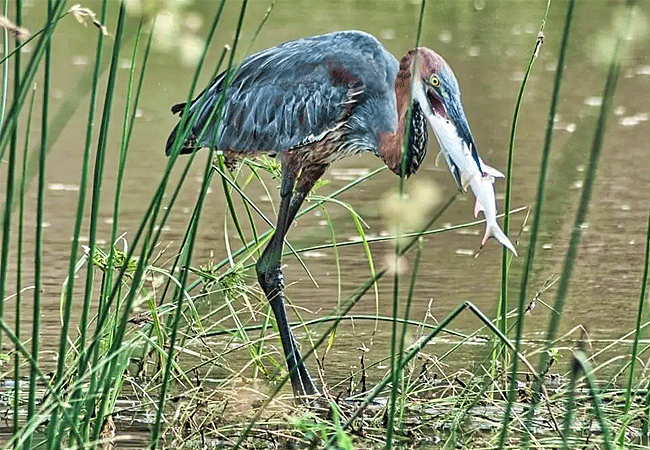 Ndere Island National Park