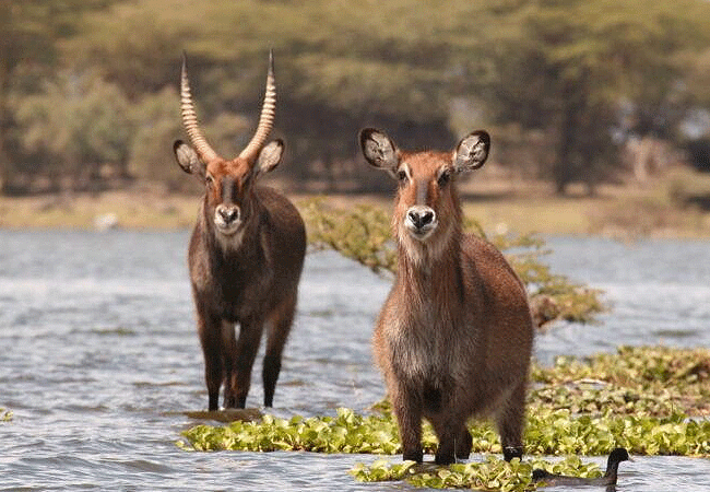 Ndere Island National Park