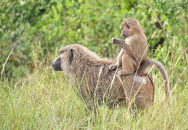 Ndere Island National Park