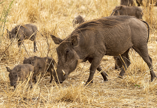 Ndere Island National Park