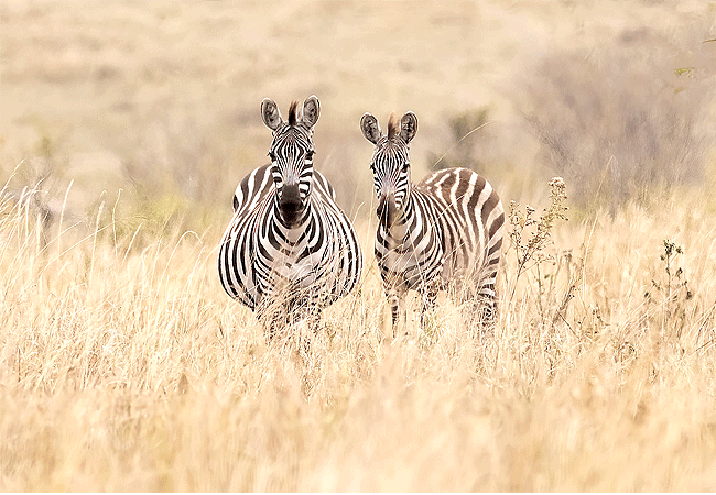 river-edge-lodge-masai-mara-national-reserve-burchells-zebra River Edge Lodge, Masai Mara National Reserve