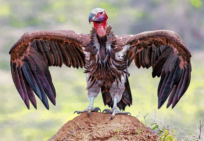 river-edge-lodge-masai-mara-national-reserve-lappet-faced-vulture River Edge Lodge, Masai Mara National Reserve