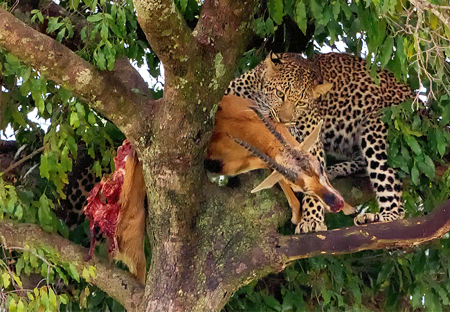 river-edge-lodge-masai-mara-national-reserve-leopard River Edge Lodge, Masai Mara National Reserve