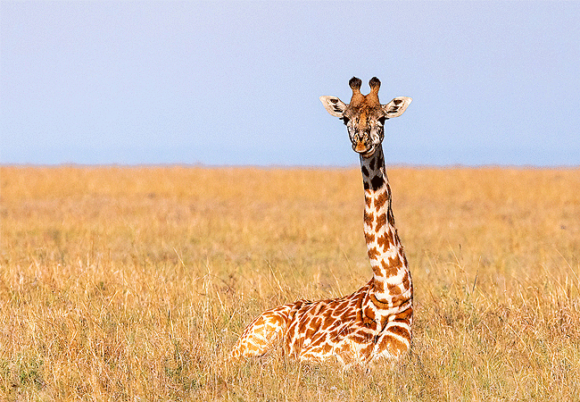 river-edge-lodge-masai-mara-national-reserve-masai-giraffe River Edge Lodge, Masai Mara National Reserve