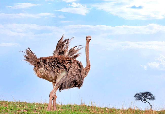 river-edge-lodge-masai-mara-national-reserve-ostrich River Edge Lodge, Masai Mara National Reserve