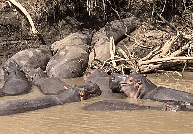 river-edge-lodge-masai-mara-national-reserve-school-of-hippos River Edge Lodge, Masai Mara National Reserve