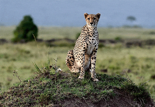 Tangulia Ndogo Maasai Mara camp Kenya